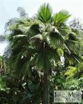 Brahea edulis